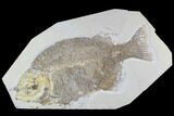 Bargain, Phareodus Fish Fossil - Huge Specimen #92199-1